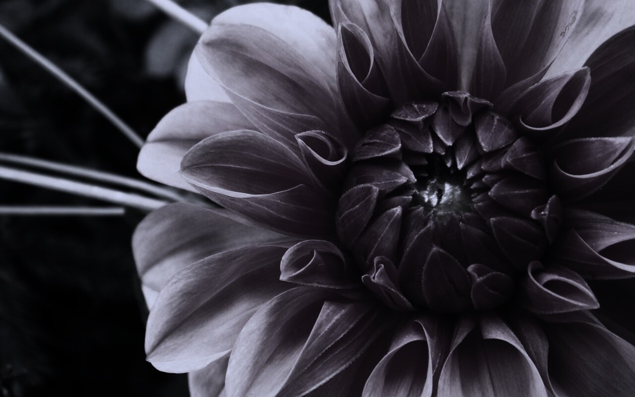 Аленький цветочек обои