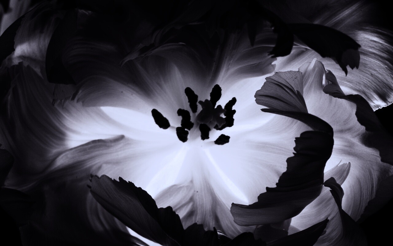 Пылающий цветок обои