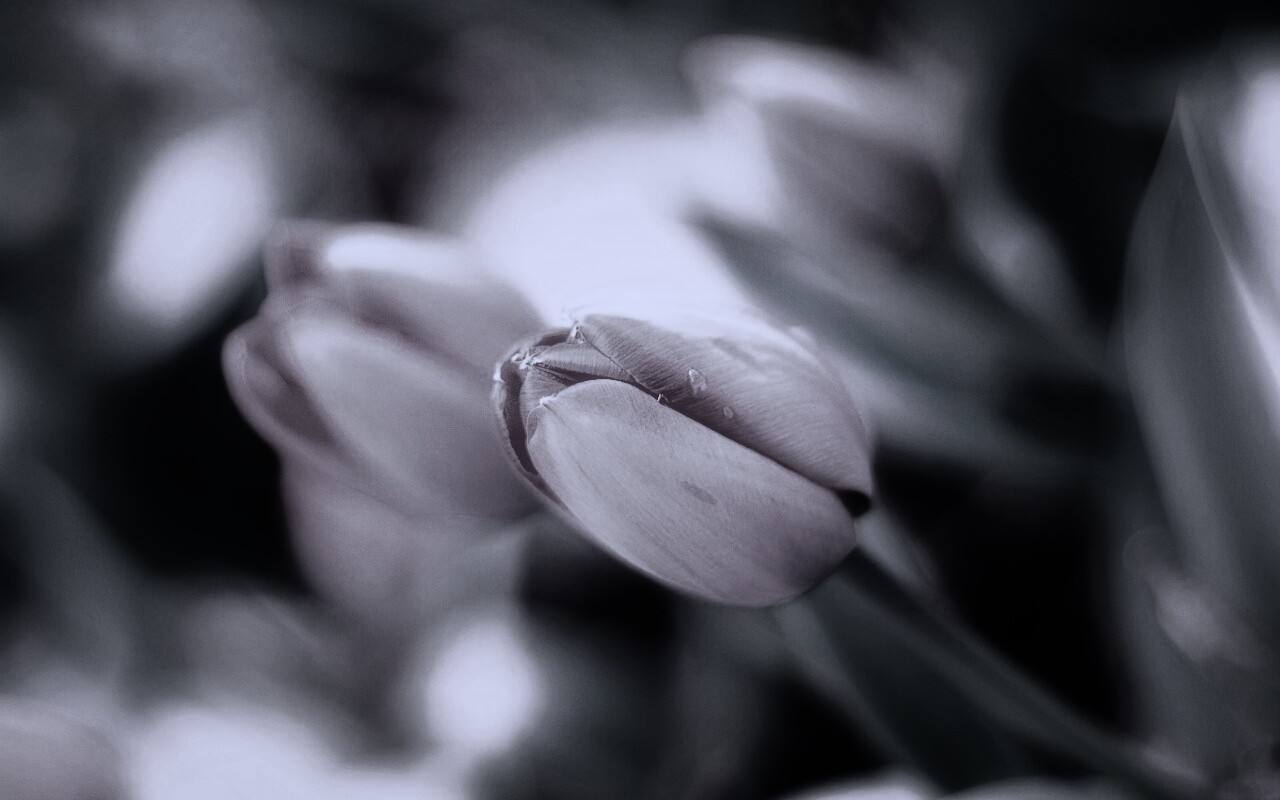 Красивый тюльпан обои