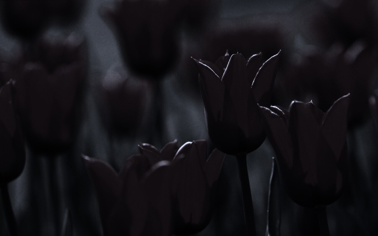 Красные цветы обои