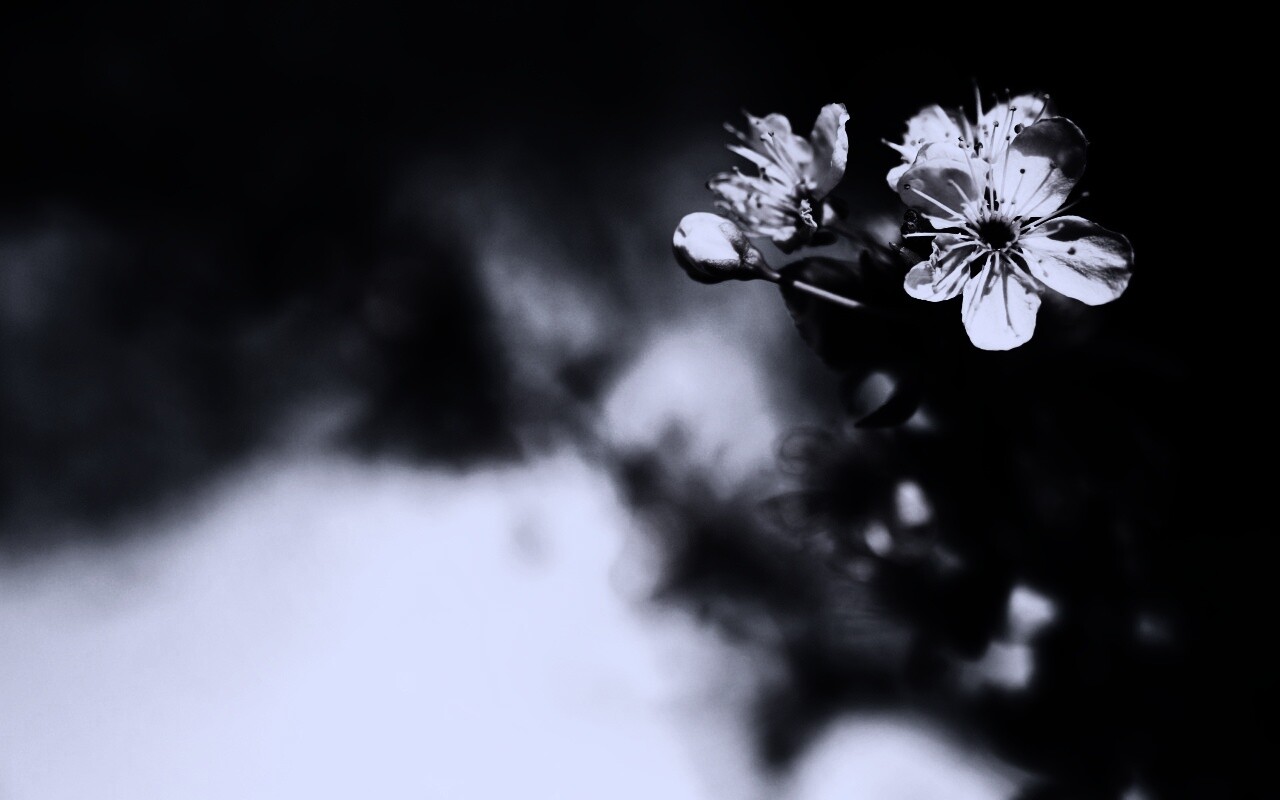 Цветок вишни обои