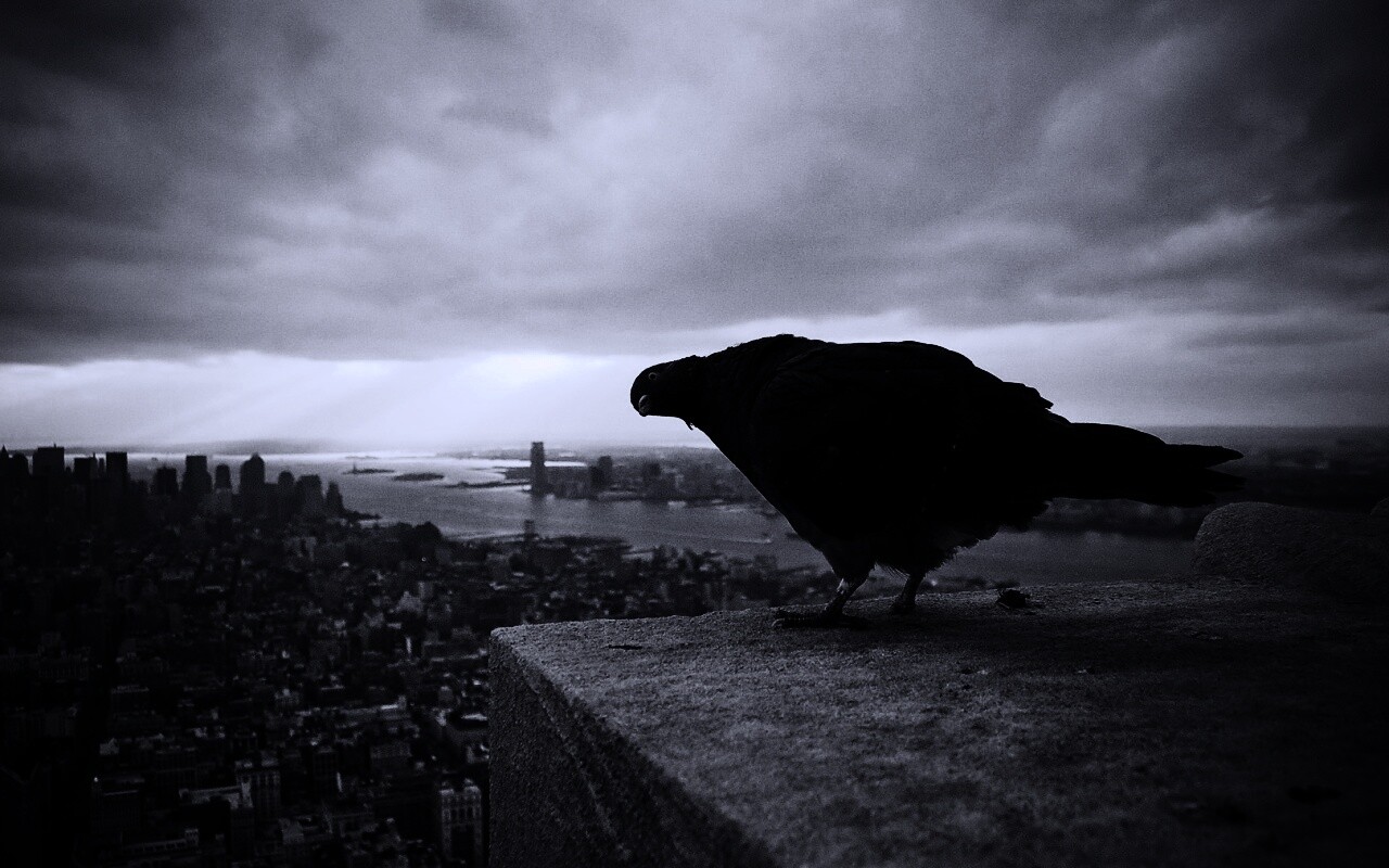 Любознательный голубь обои