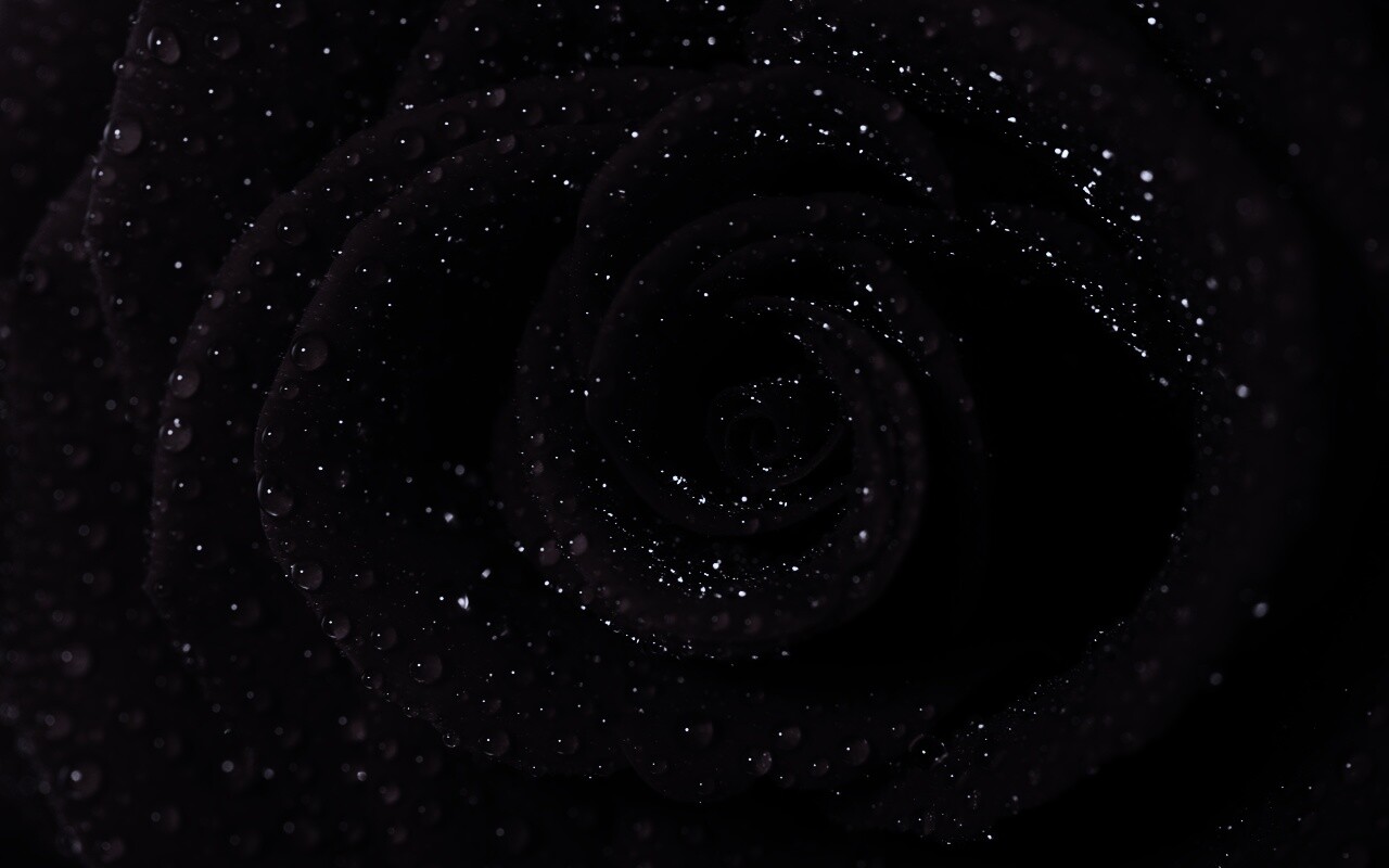 Красная роза обои