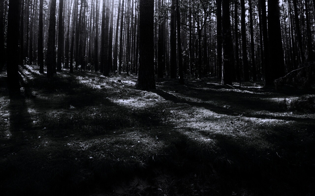 Солнечный лес обои