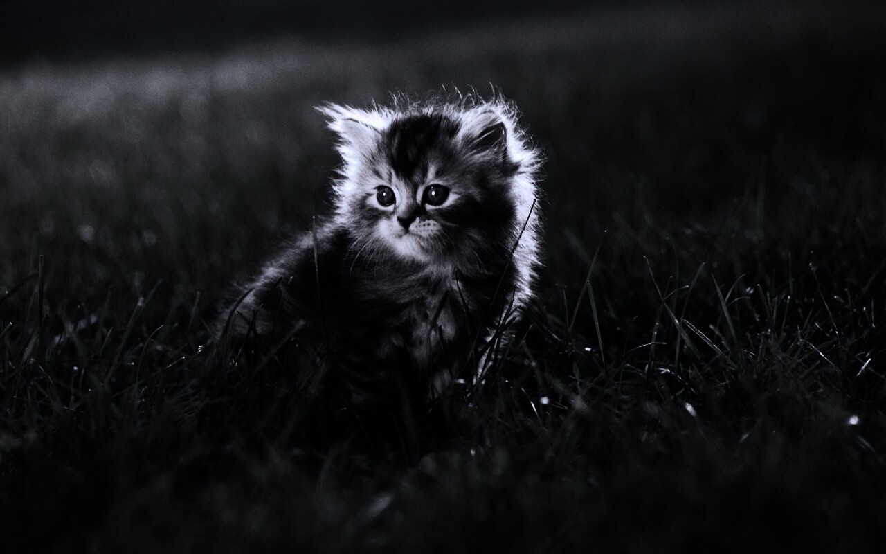 Пушистый котенок в траве обои