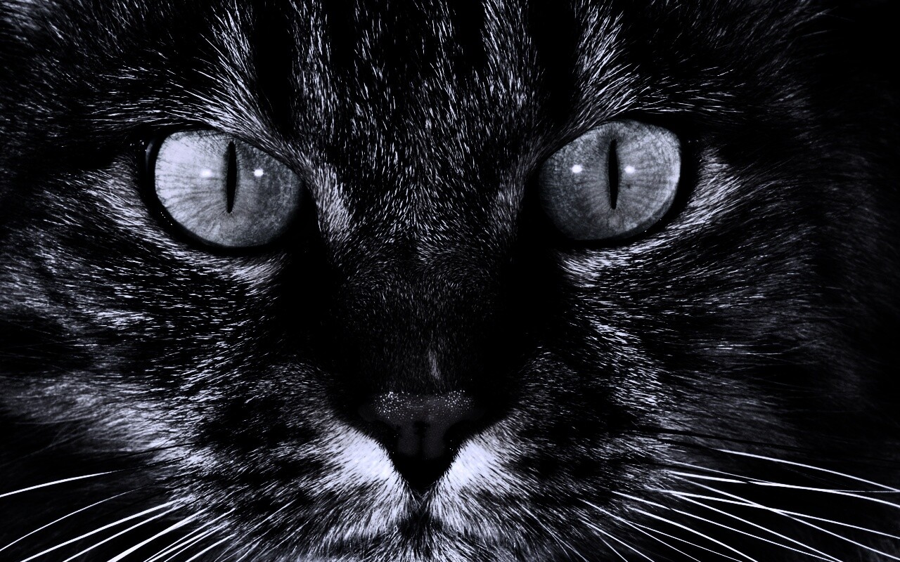 Кошачья морда обои