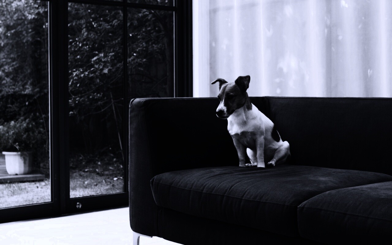 Пес на диване обои