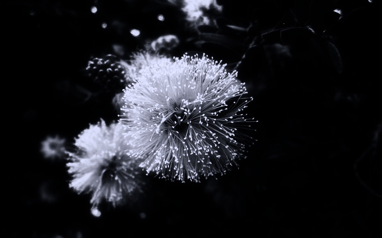 Сказочный цветок обои