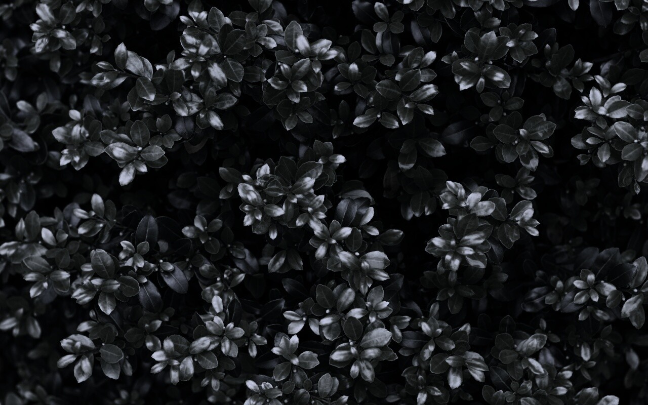 Густая листва обои