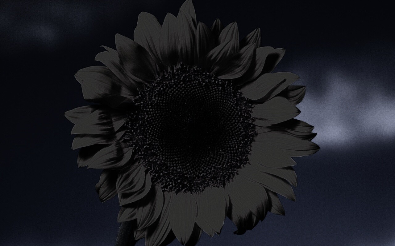 Солнечный цветок обои