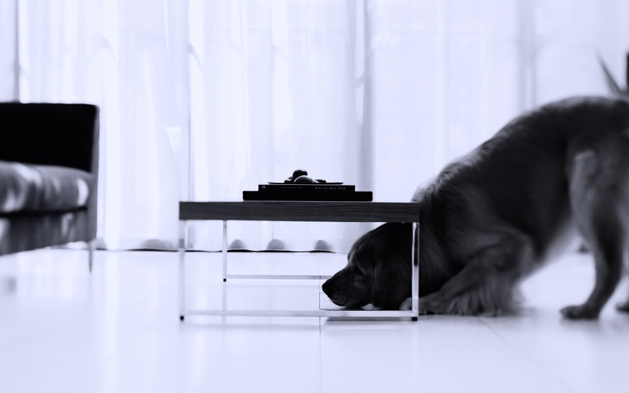 Большая собака под маленький столик обои