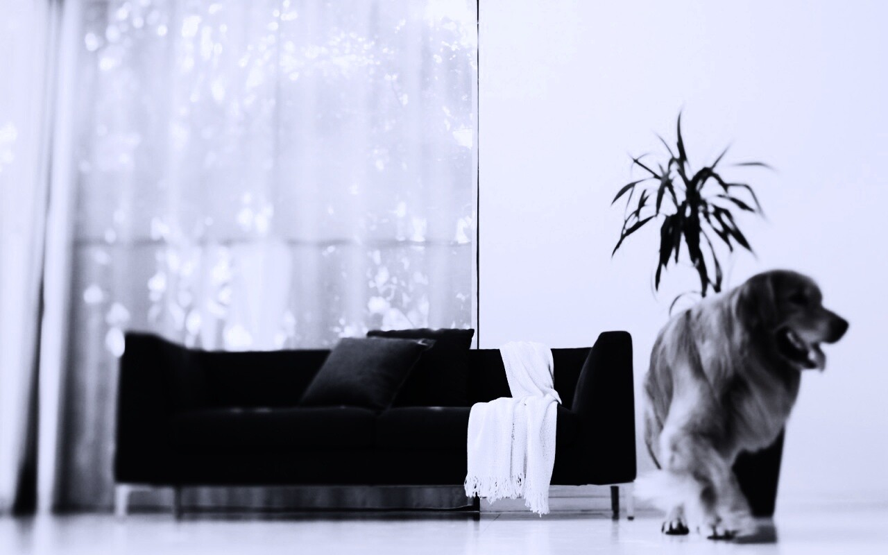 Собака в быту обои