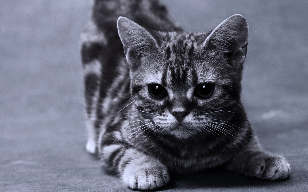 Котенок обои