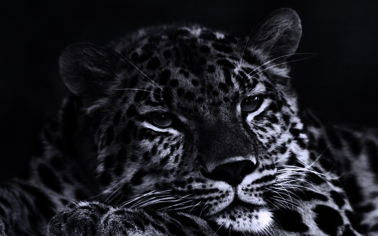 Злопасный ягуляр обои