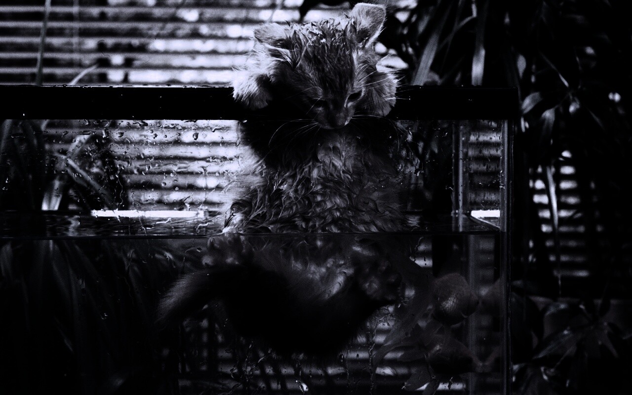 Мокрая киска обои