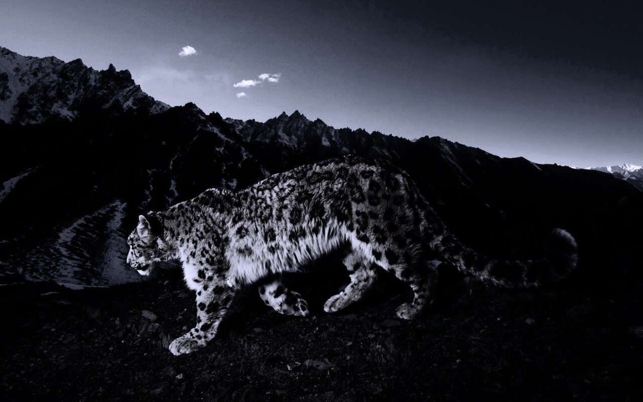 Леопард обои