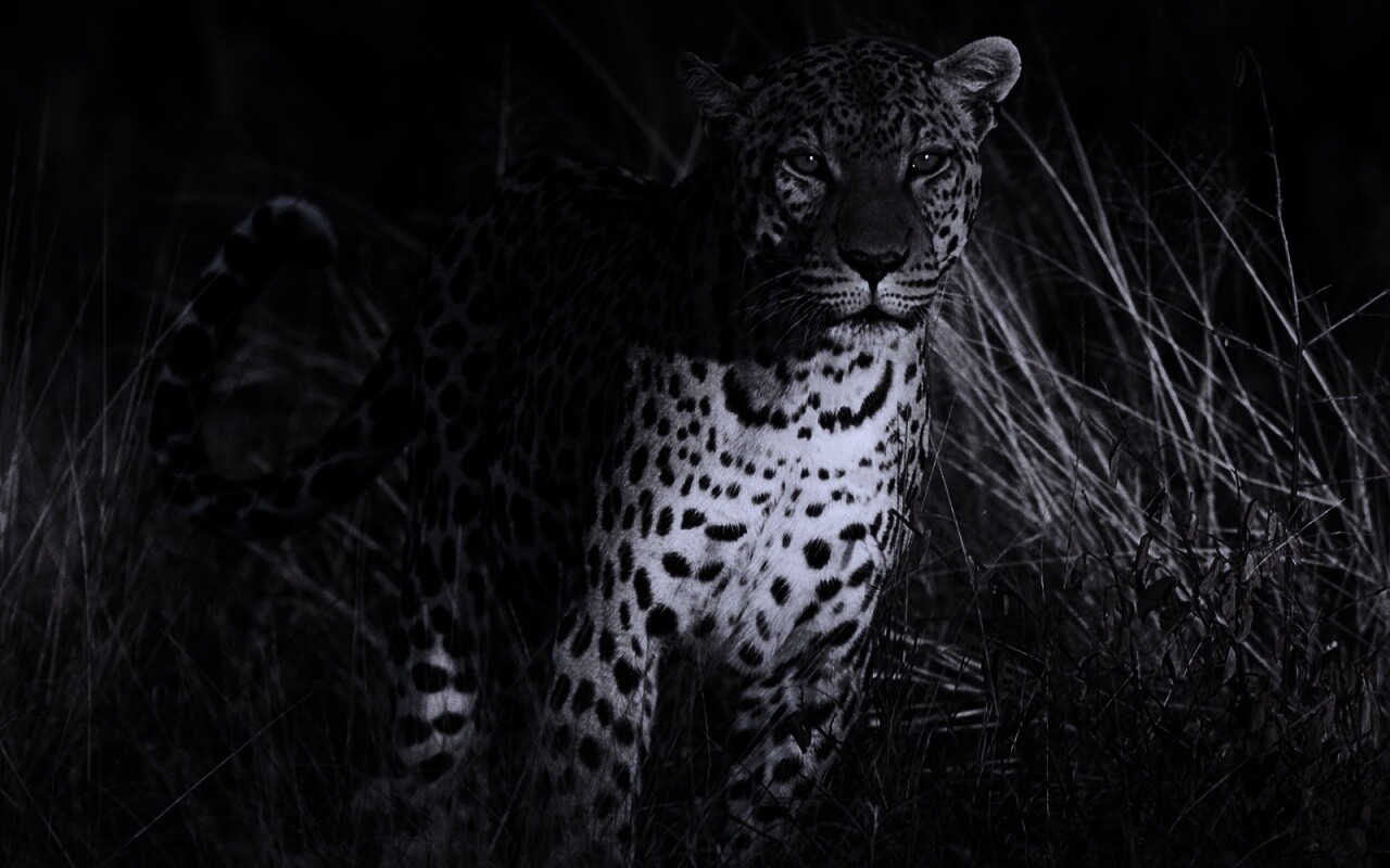 Леопард на охоте обои