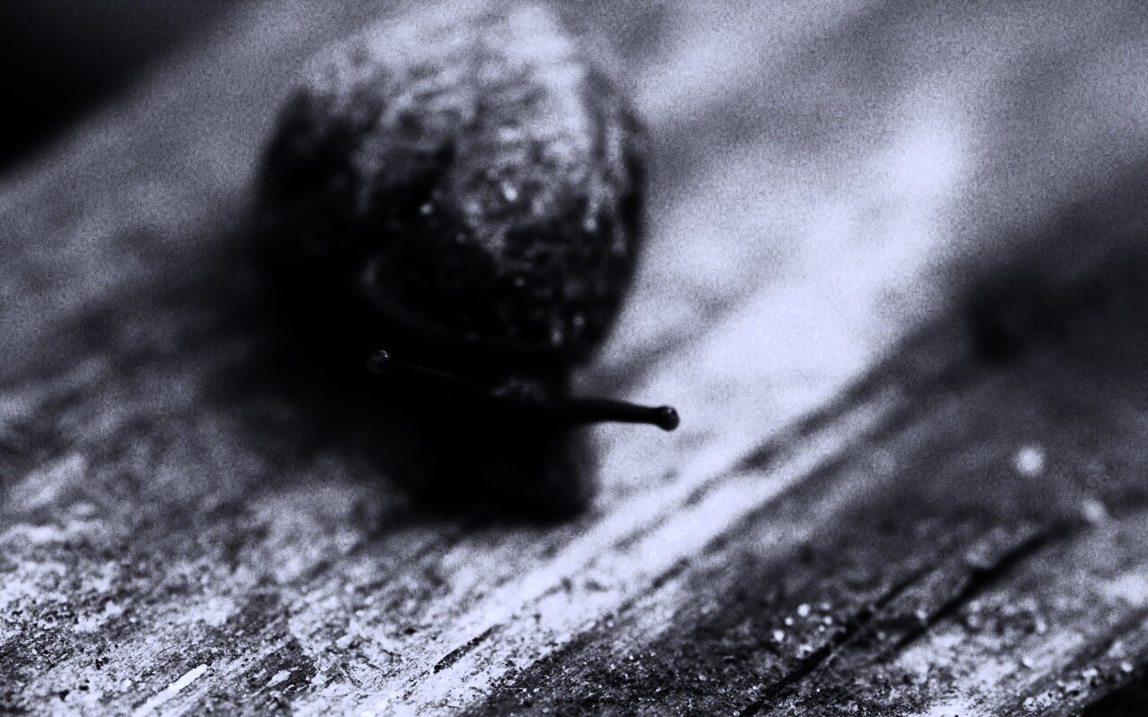 Улитка на ветке обои