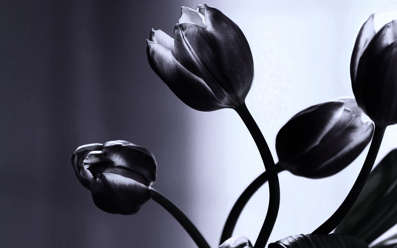 Сиреневые цветы обои