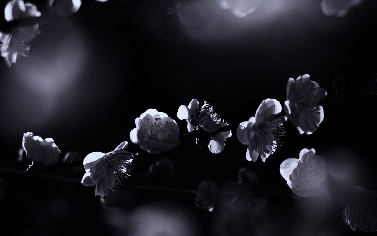 Цветущая вишня обои