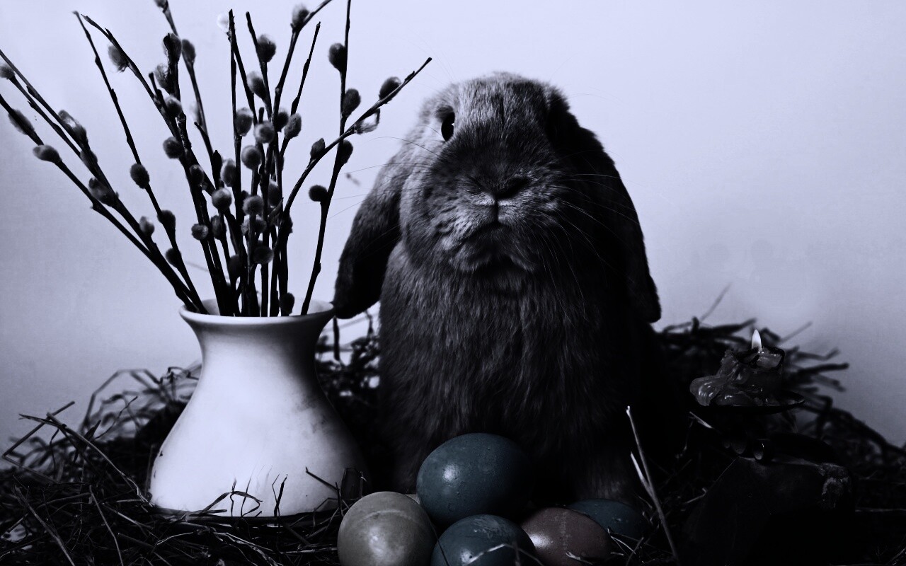 Пасхальный кролик обои