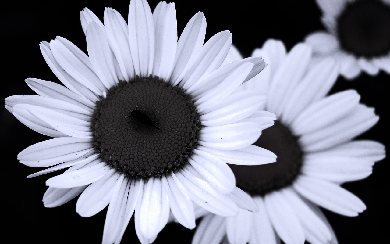 Ромашки обои