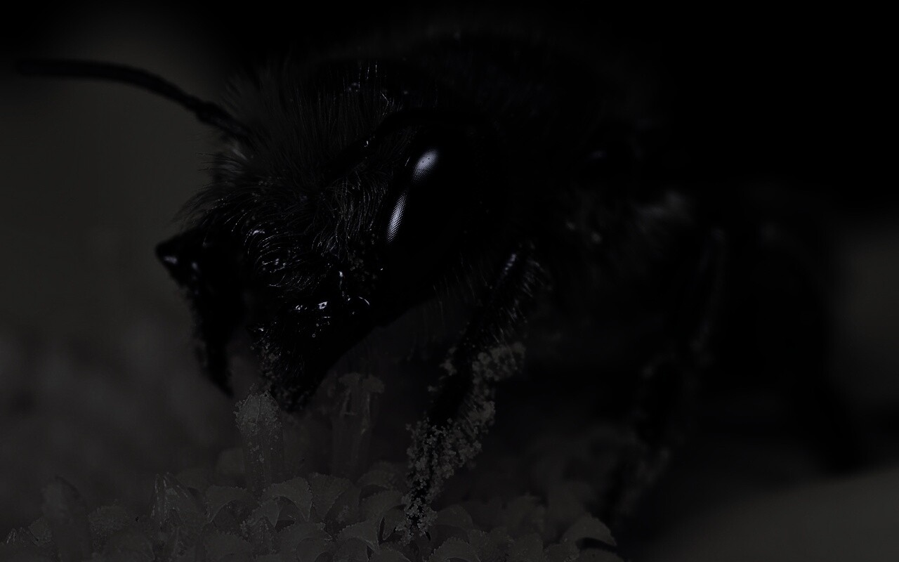 Пчела крупным планом обои