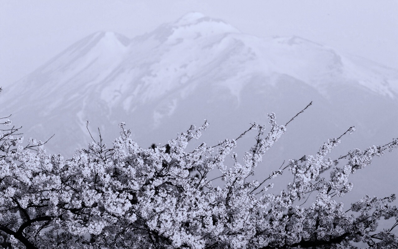 Цветение вишни в горах обои