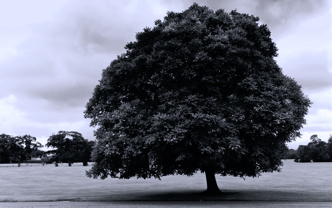 Зеленое ирландское дерево обои
