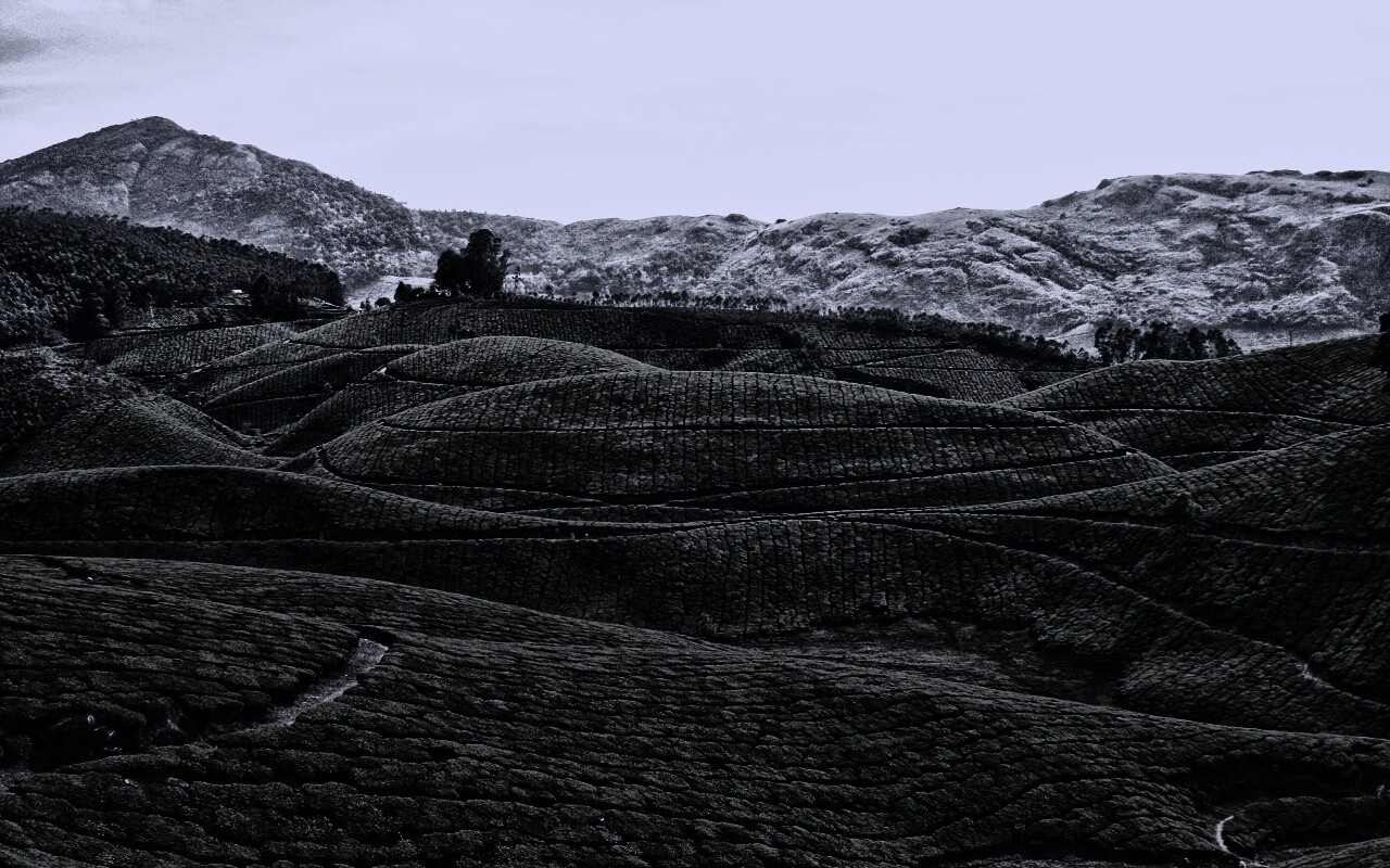 Плантации в Индии обои