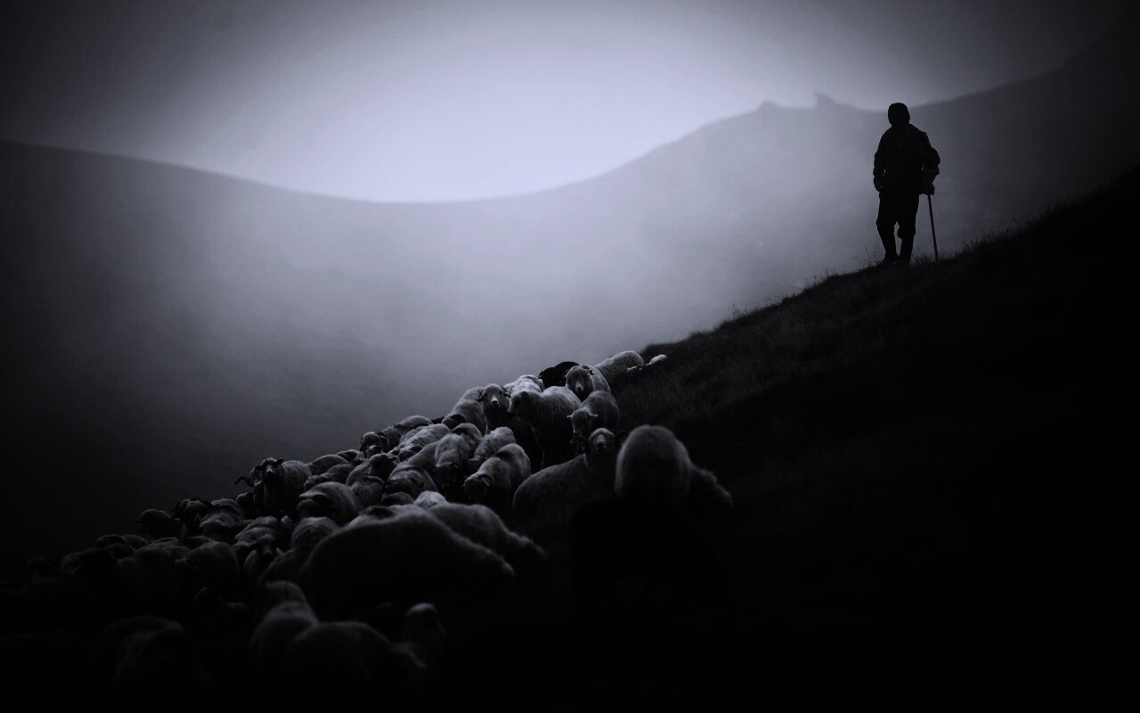 Пастух и стадо обои