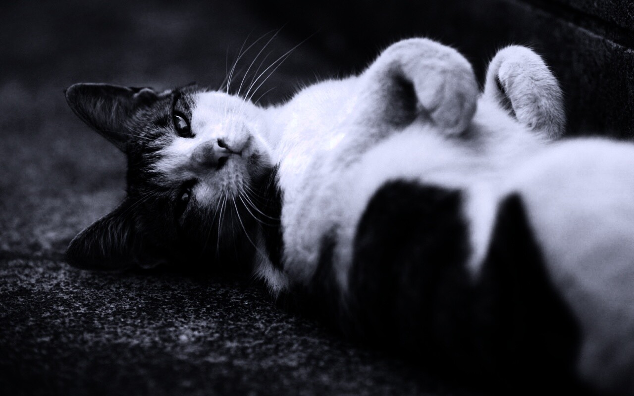 Кот лежит на спине обои