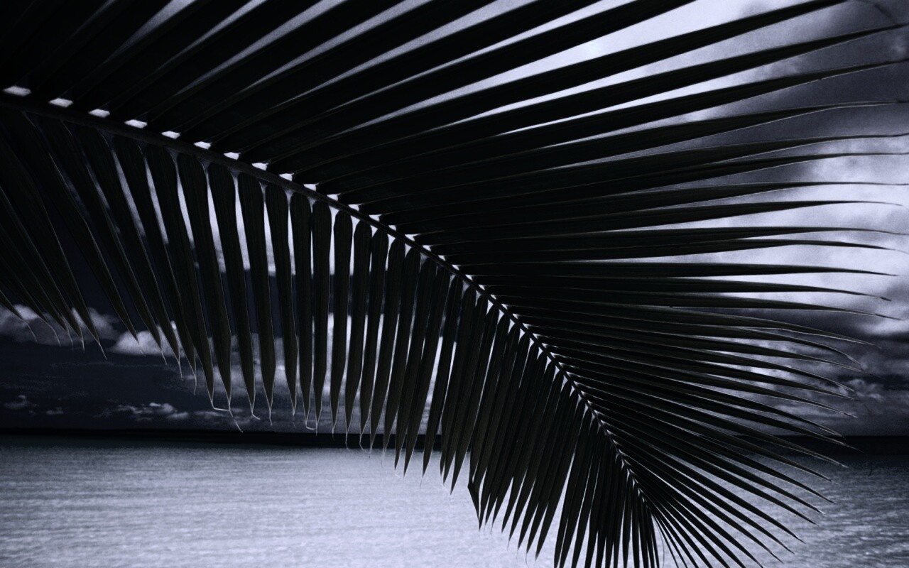 Пальмовый лист обои