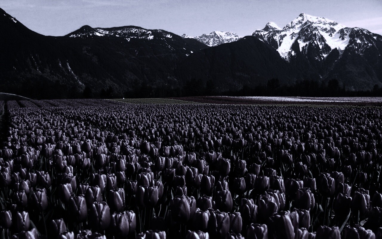 Поле тюльпанов обои