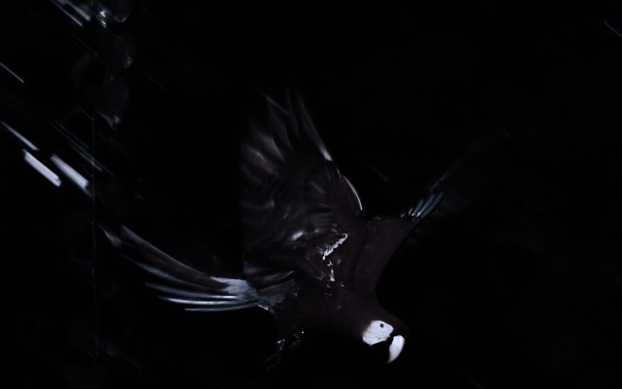 Рисованный ара обои