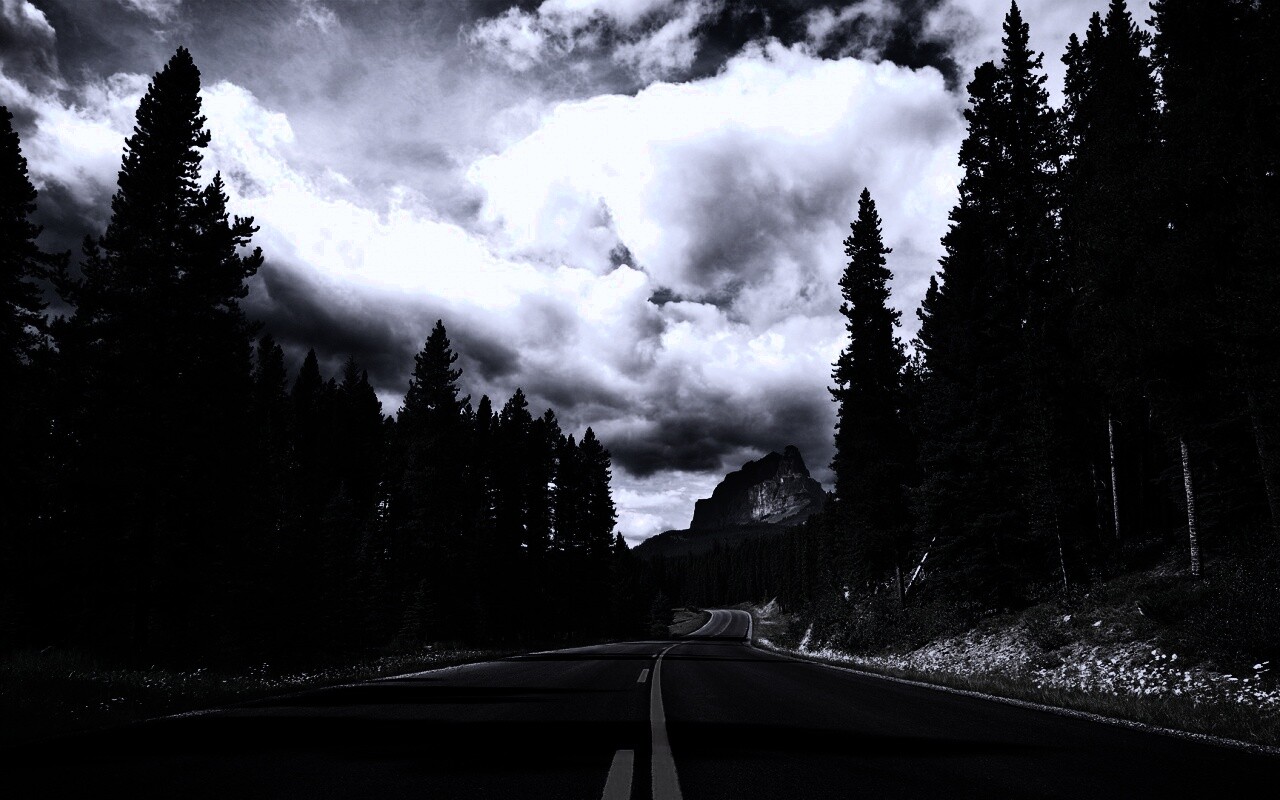 Красивая лесная дорога обои