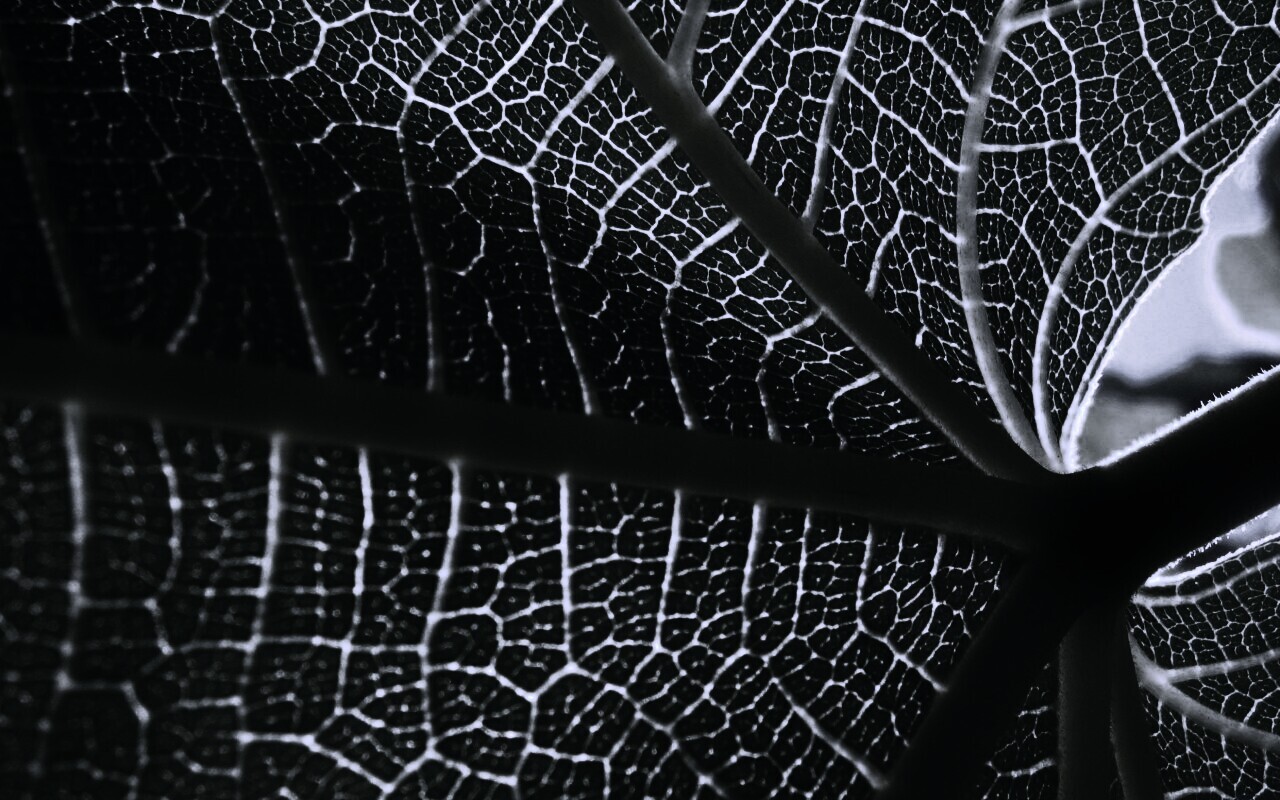 Внутренняя сторона листа обои