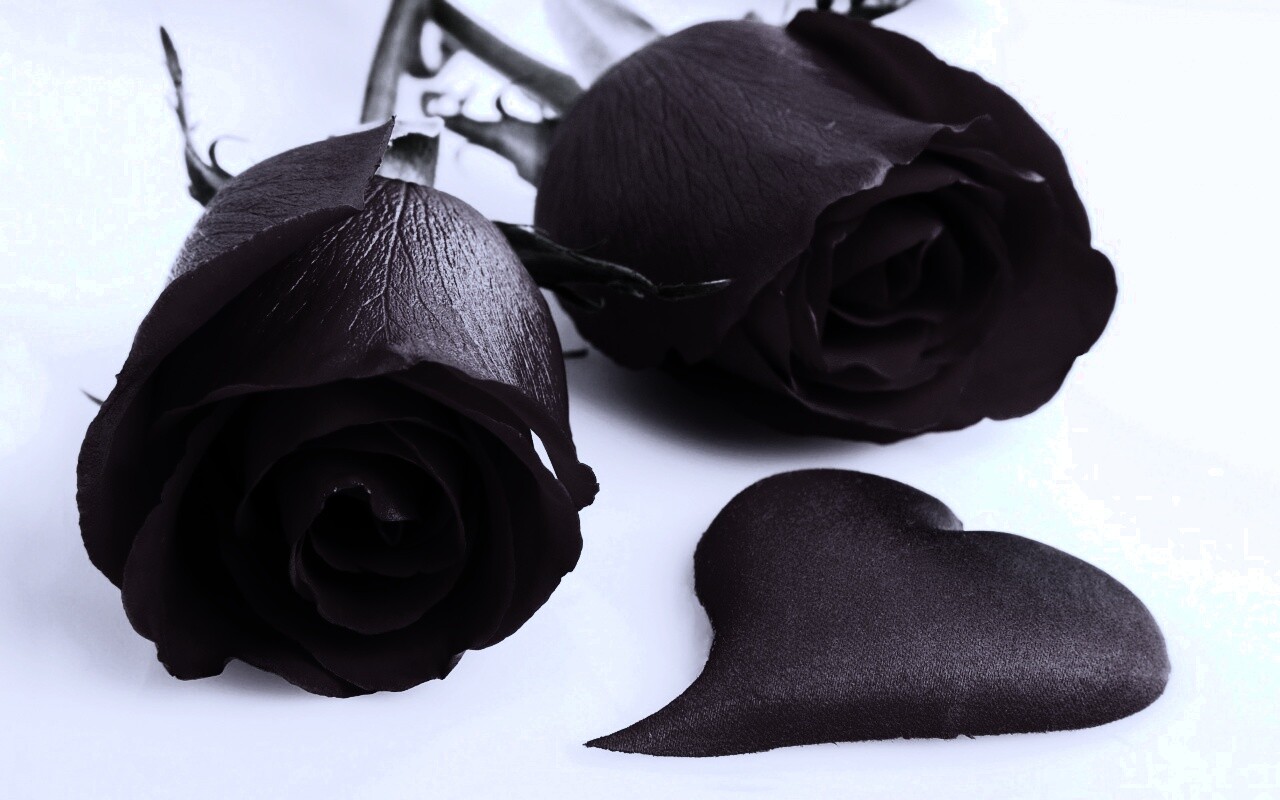 Две красные розы обои