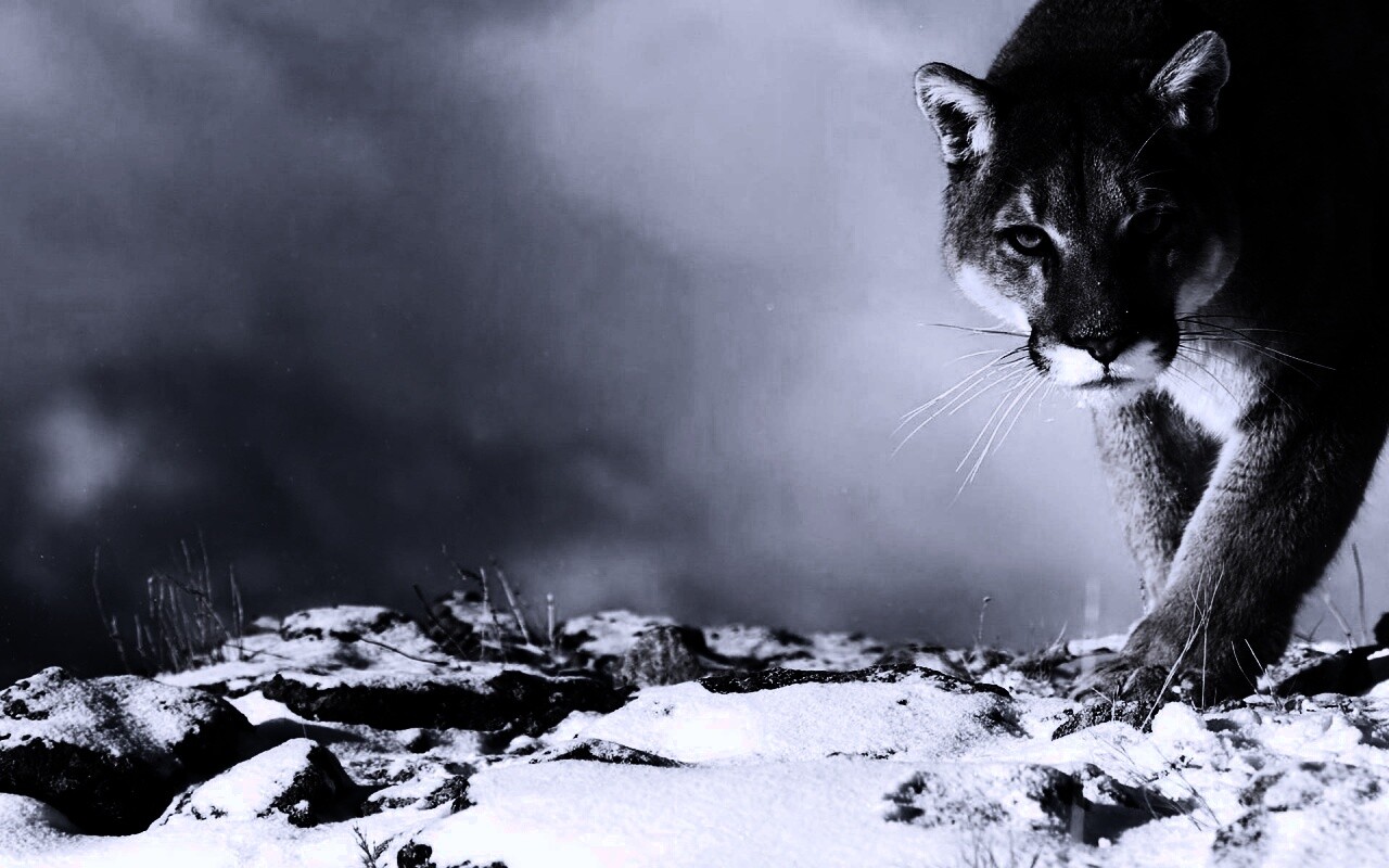Пума с грозным взглядом обои