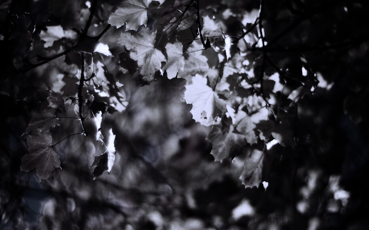 Жёлтые листья обои