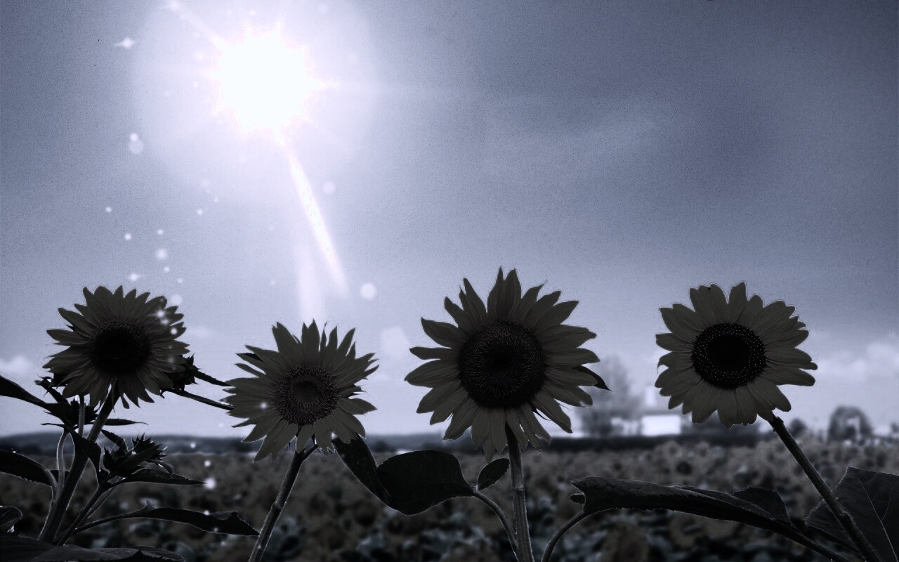 Подсолнухи не смотрят на солнце обои