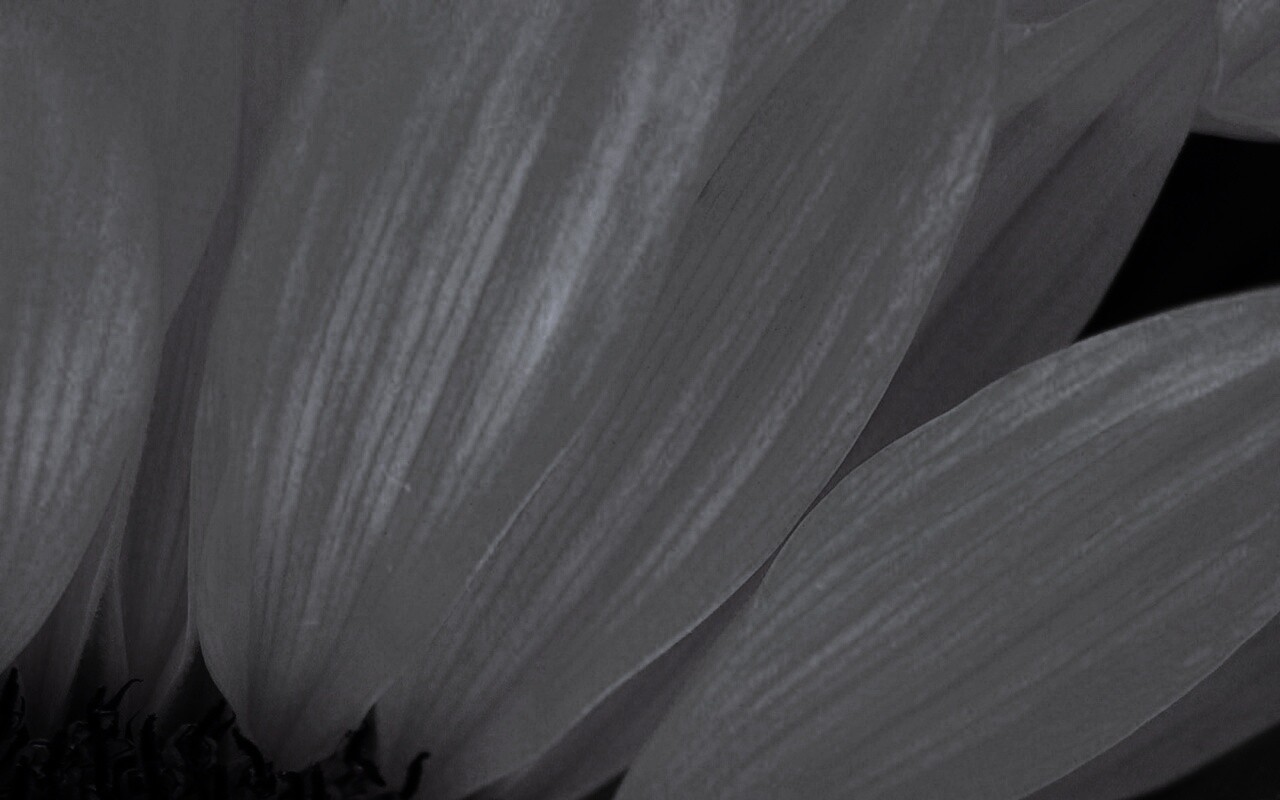 Жёлтый цветок обои