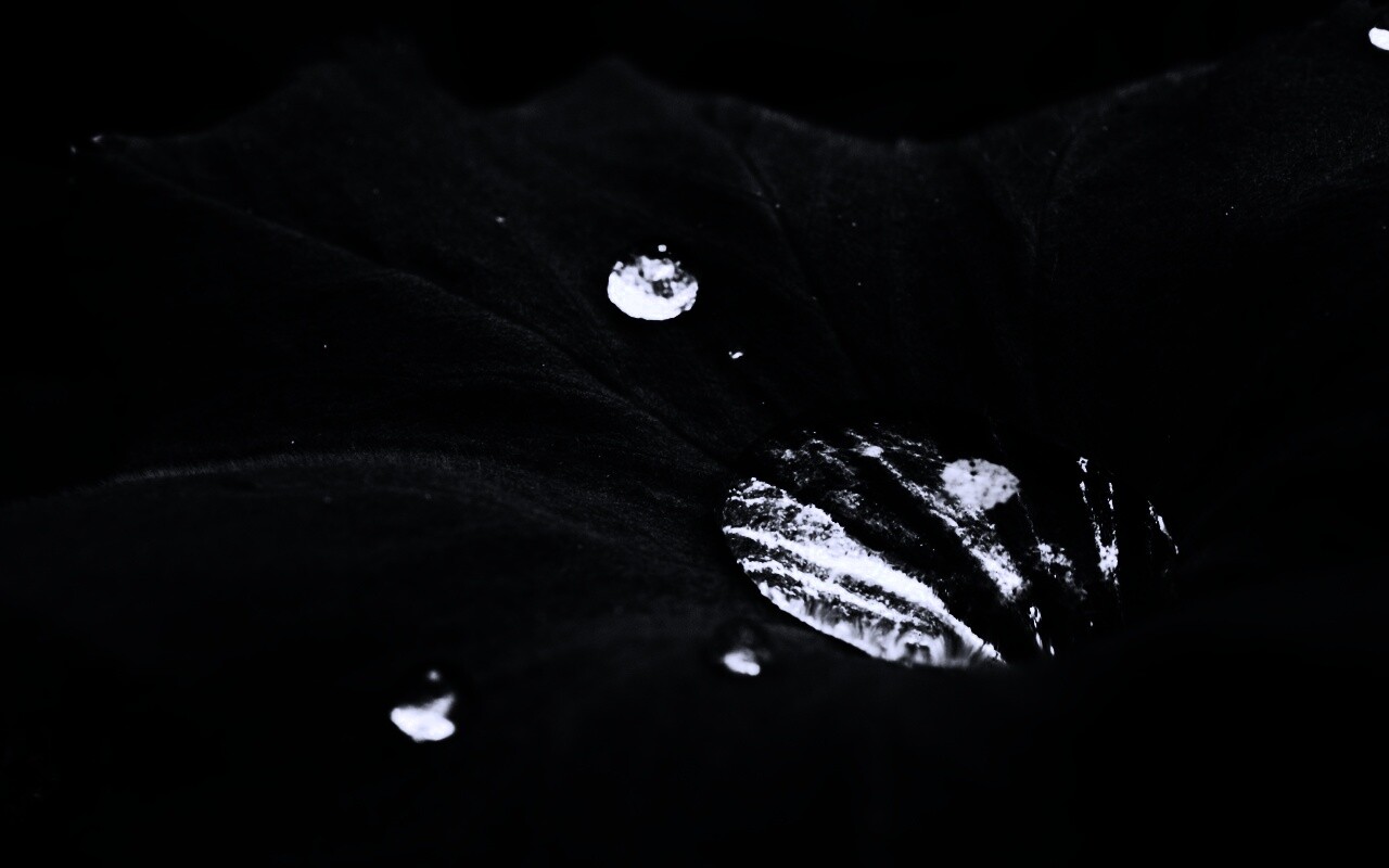 Капля в листе обои