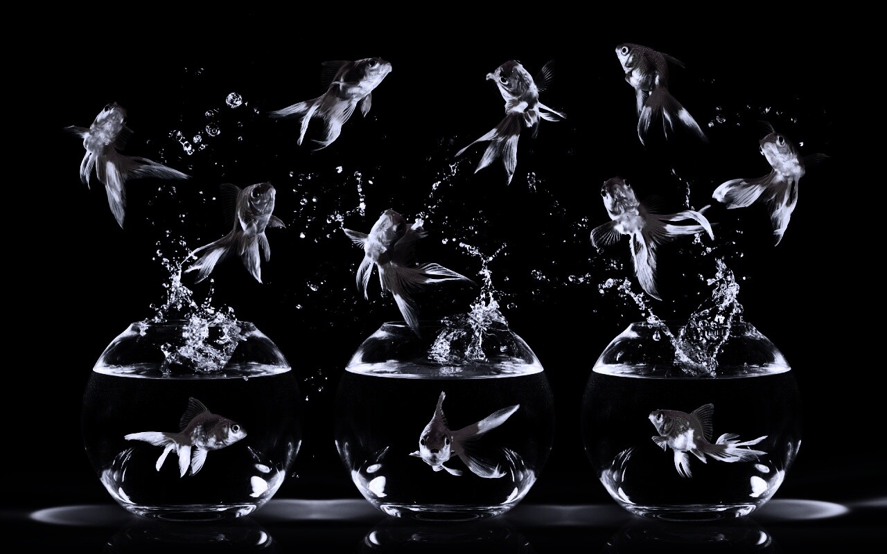 Аквариумы жонглируют рыбами обои