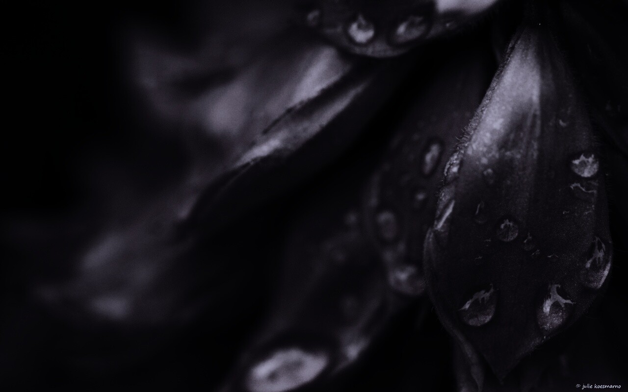 Лепестки обои