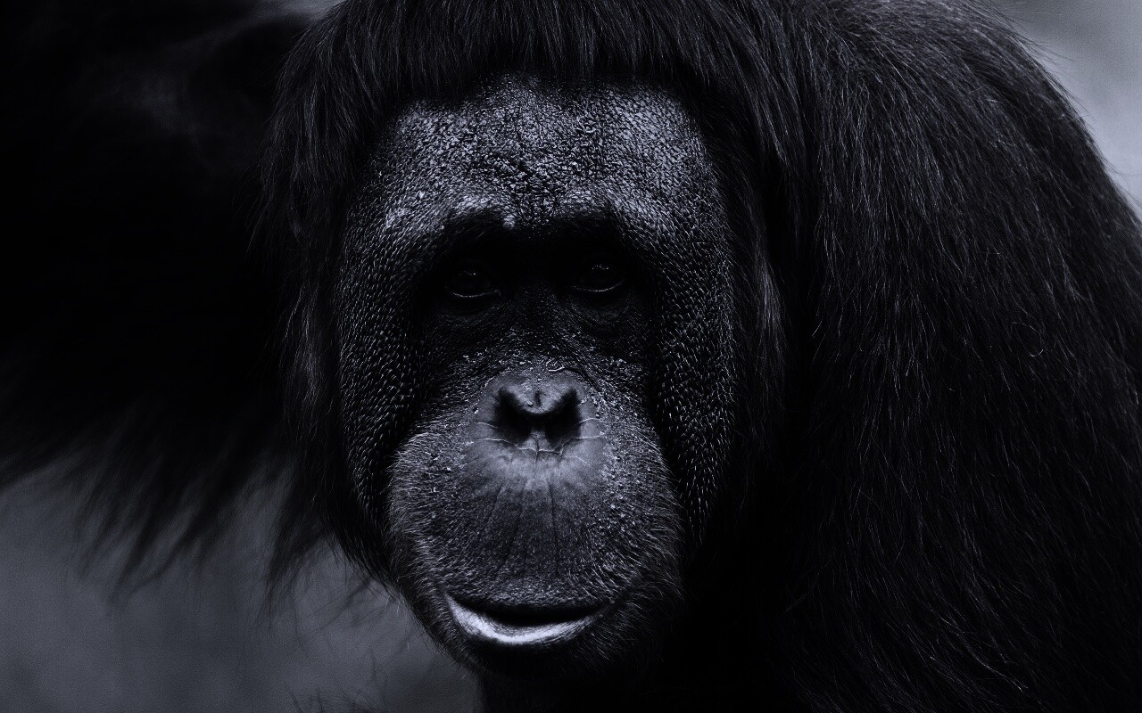 Орангутан обои