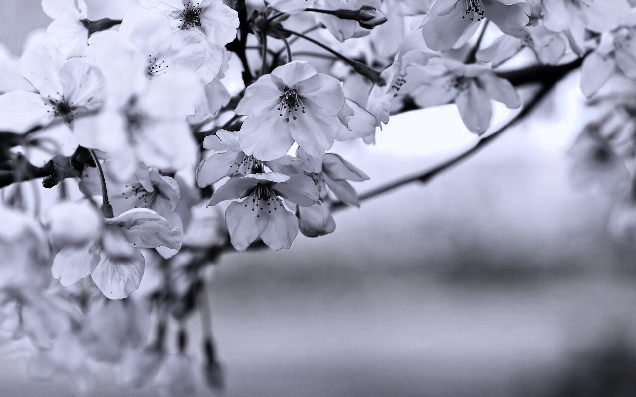 Цветение вишни обои