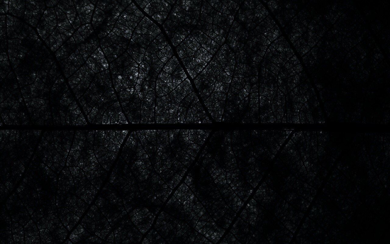 Свечение зеленого листа в макро обои