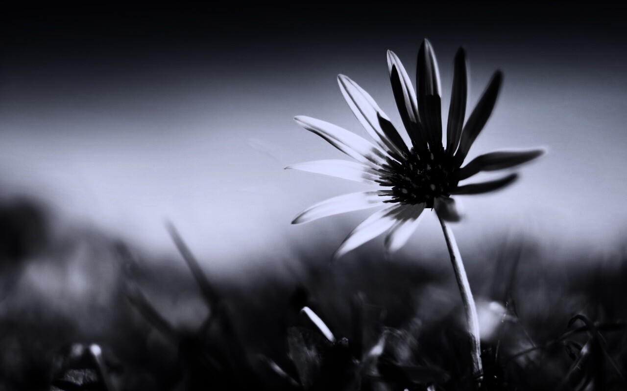 Летний цветок на солнце обои