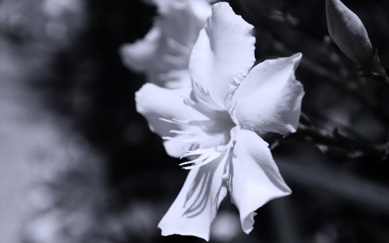 Эухарис, амазонская лилия обои